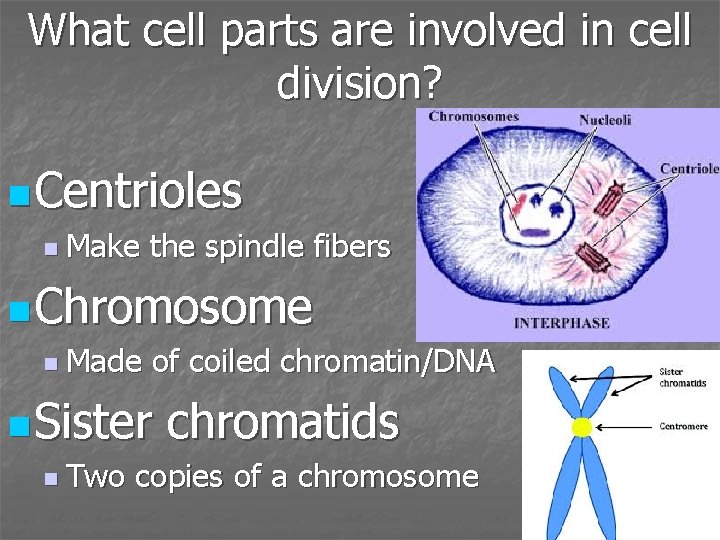 What cell parts are involved in cell division? n Centrioles n Make the spindle