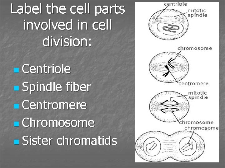 Label the cell parts involved in cell division: n Centriole n Spindle fiber n