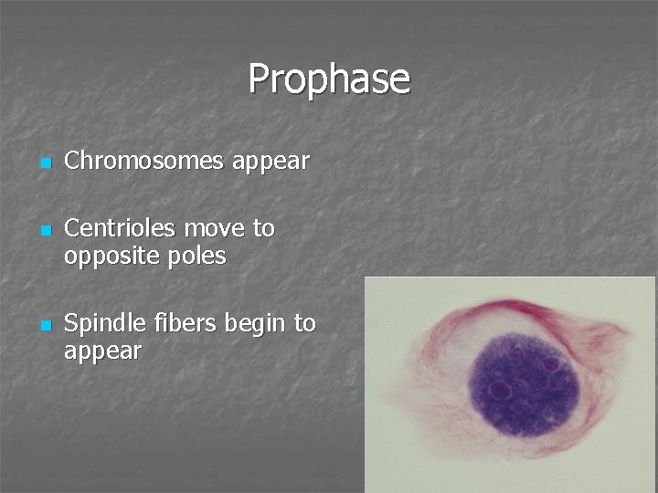 Prophase n n n Chromosomes appear Centrioles move to opposite poles Spindle fibers begin