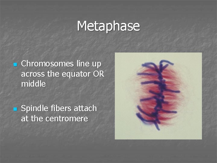 Metaphase n n Chromosomes line up across the equator OR middle Spindle fibers attach