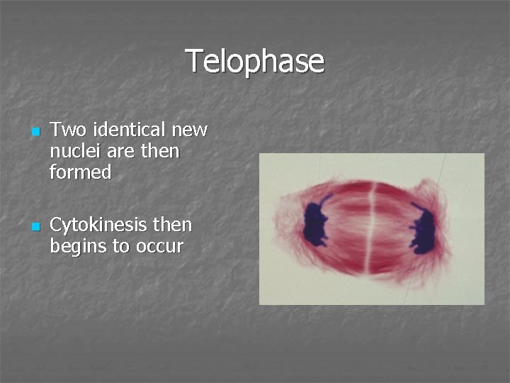 Telophase n n Two identical new nuclei are then formed Cytokinesis then begins to