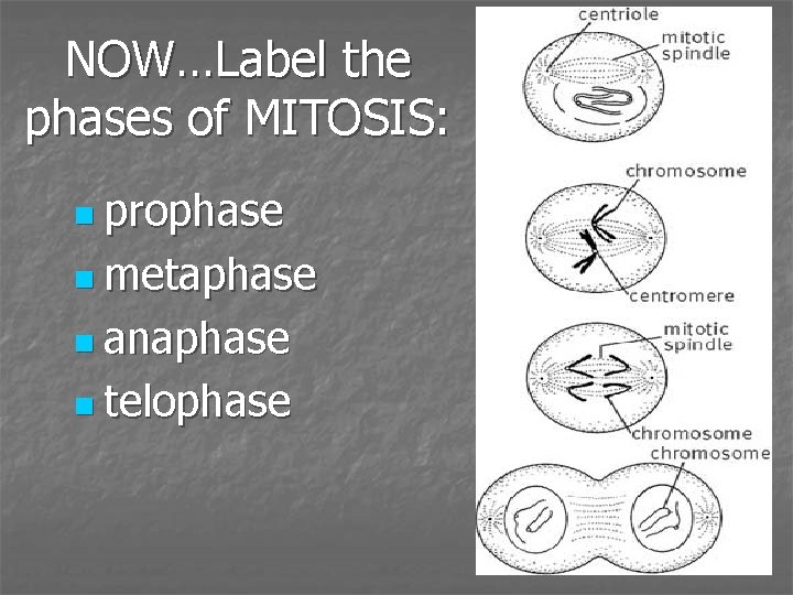 NOW…Label the phases of MITOSIS: n prophase n metaphase n anaphase n telophase 