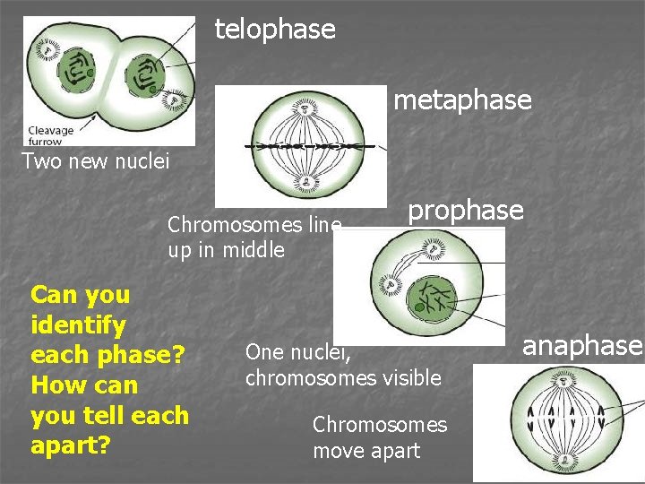 telophase metaphase Two new nuclei Chromosomes line up in middle Can you identify each
