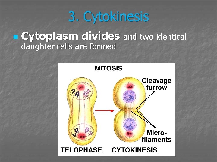 3. Cytokinesis n Cytoplasm divides and two identical daughter cells are formed 