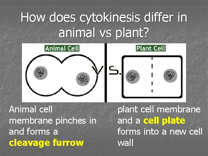How does cytokinesis differ in animal vs plant? Animal cell membrane pinches in and