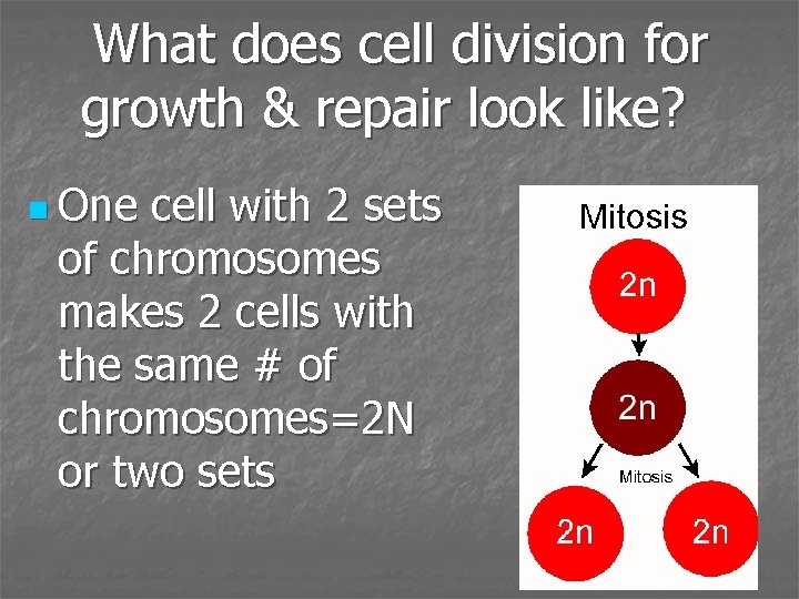 What does cell division for growth & repair look like? n One cell with