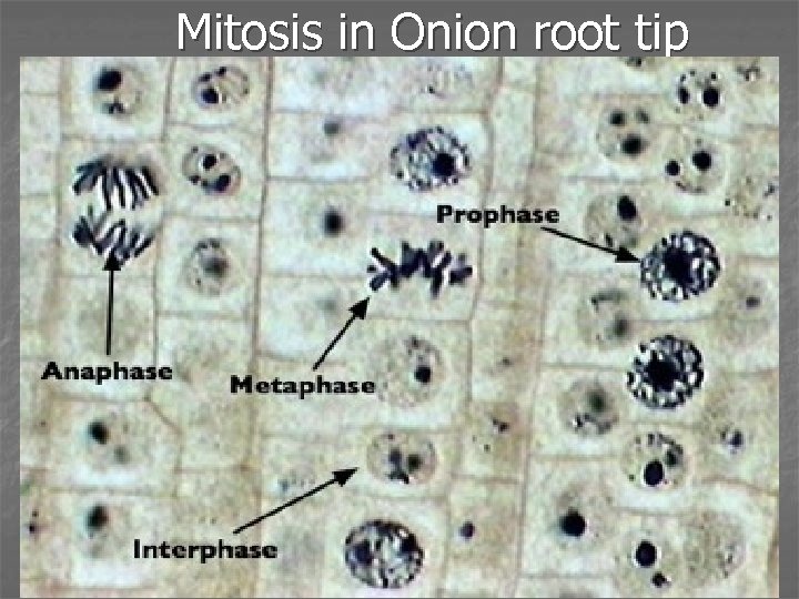 Mitosis in Onion root tip 