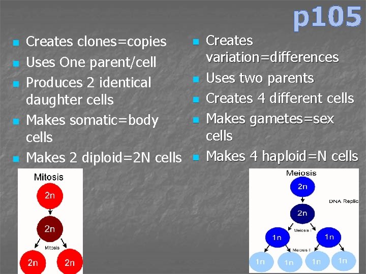 p 105 n n n Creates clones=copies Uses One parent/cell Produces 2 identical daughter