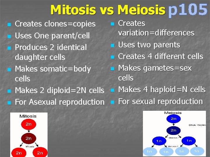 Mitosis vs Meiosis p 105 n n n Creates clones=copies Uses One parent/cell Produces
