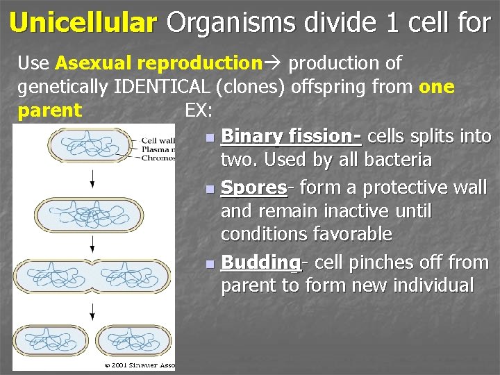 Unicellular Organisms divide 1 cell for Use Asexual reproduction of genetically IDENTICAL (clones) offspring