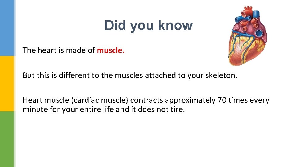 Did you know The heart is made of muscle. But this is different to