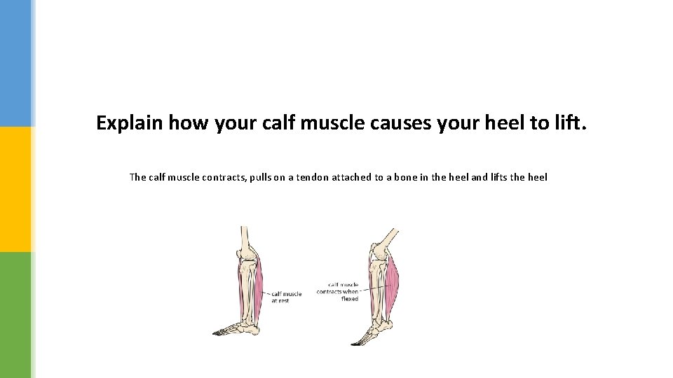 Explain how your calf muscle causes your heel to lift. The calf muscle contracts,