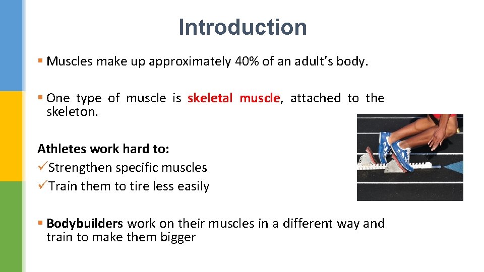 Introduction § Muscles make up approximately 40% of an adult’s body. § One type