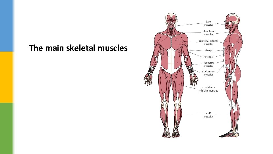 The main skeletal muscles 
