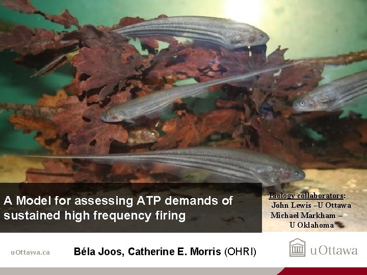 1 A Model for assessing ATP demands of sustained high frequency firing u. Ottawa.