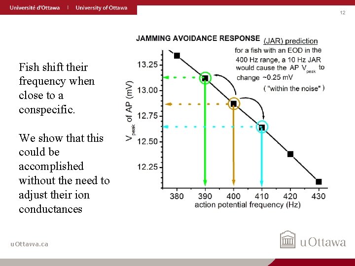 12 Fish shift their frequency when close to a conspecific. We show that this