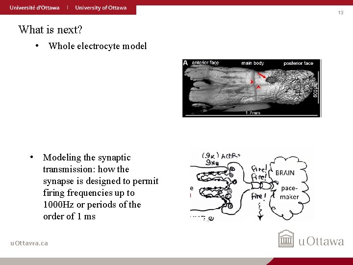 13 What is next? • Whole electrocyte model • Modeling the synaptic transmission: how