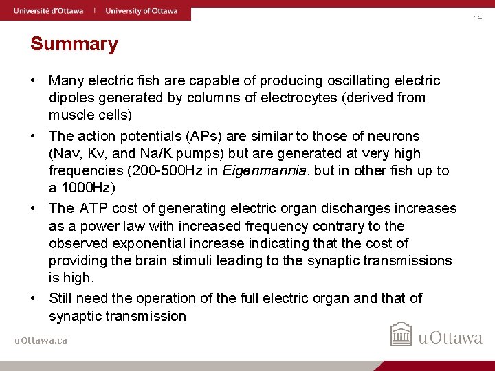 14 Summary • Many electric fish are capable of producing oscillating electric dipoles generated