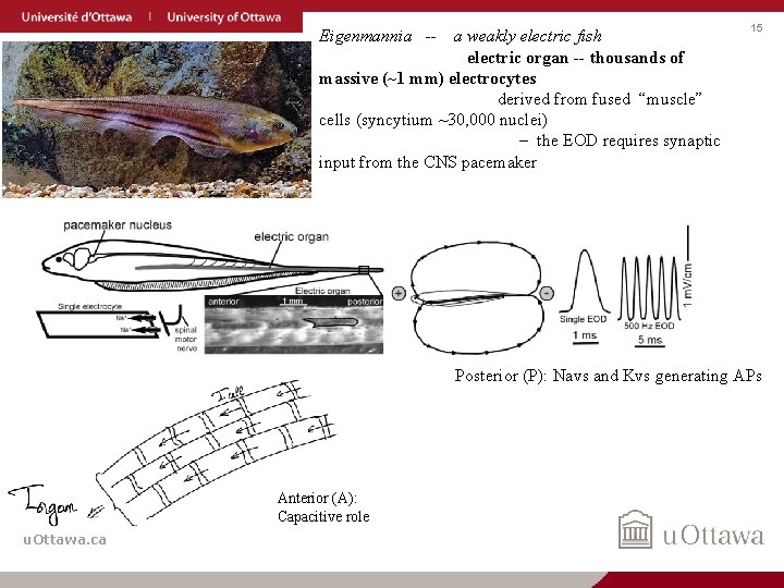 Eigenmannia -- a weakly electric fish electric organ -- thousands of massive (~1 mm)