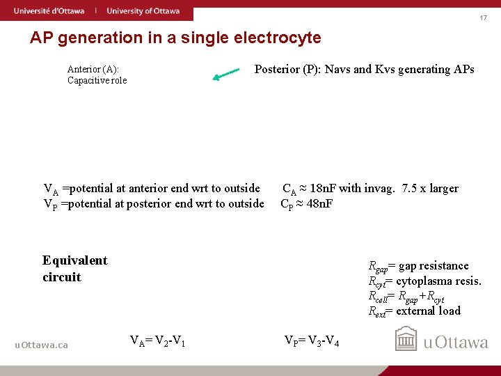 17 AP generation in a single electrocyte Posterior (P): Navs and Kvs generating APs