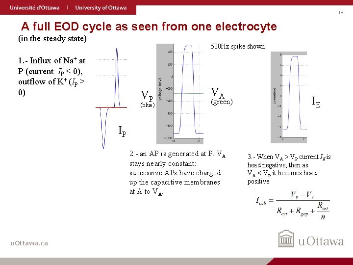 18 A full EOD cycle as seen from one electrocyte (in the steady state)