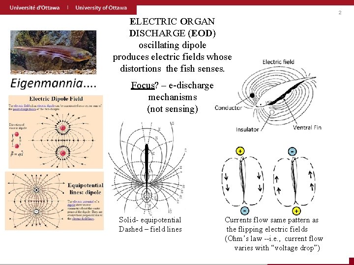 2 ELECTRIC ORGAN DISCHARGE (EOD) oscillating dipole produces electric fields whose distortions the fish