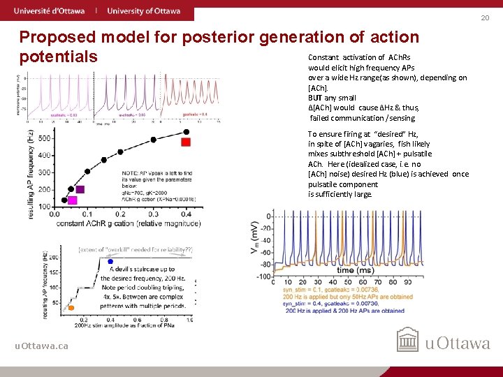 20 Proposed model for posterior generation of action Constant activation of ACh. Rs potentials