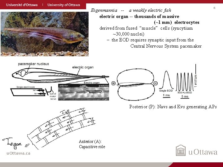 Eigenmannia -- a weakly electric fish electric organ -- thousands of massive (~1 mm)