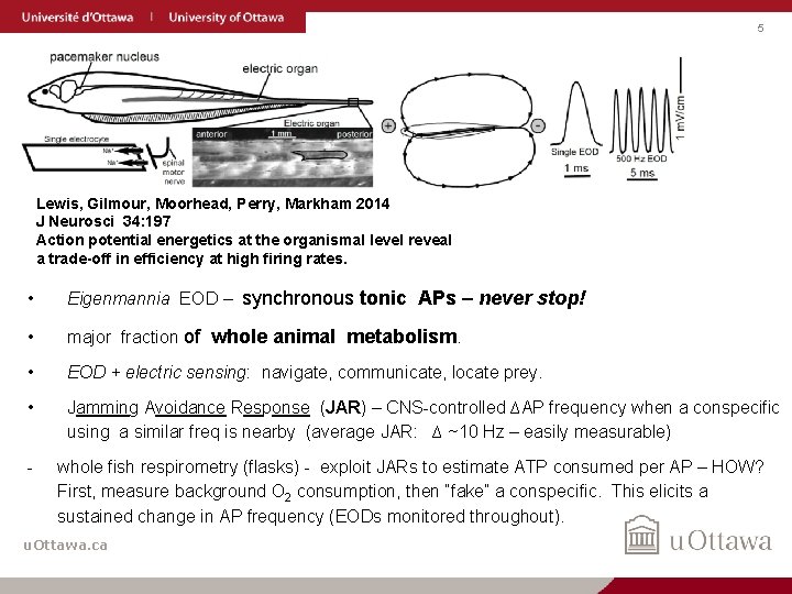 5 Lewis, Gilmour, Moorhead, Perry, Markham 2014 J Neurosci 34: 197 Action potential energetics