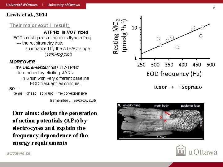 6 Lewis et al. , 2014 Their major expt’l result: ATP/Hz is NOT fixed