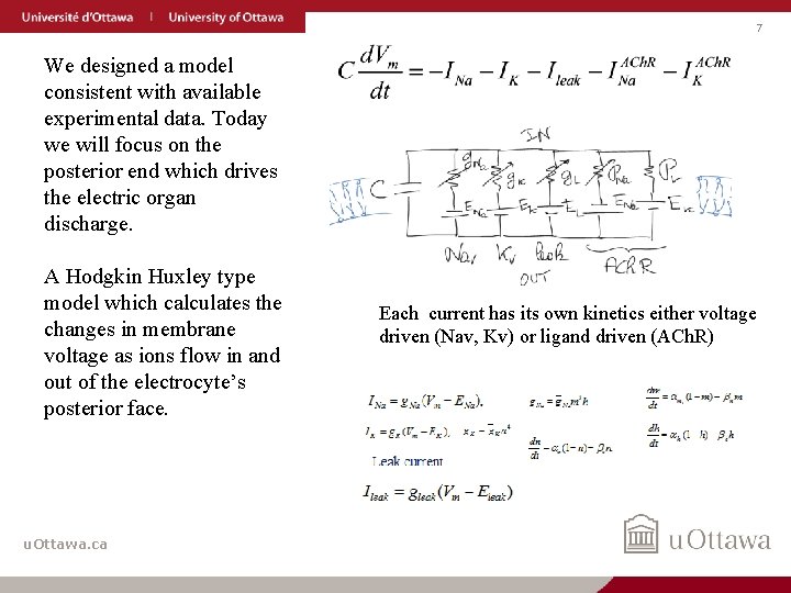 7 We designed a model consistent with available experimental data. Today we will focus