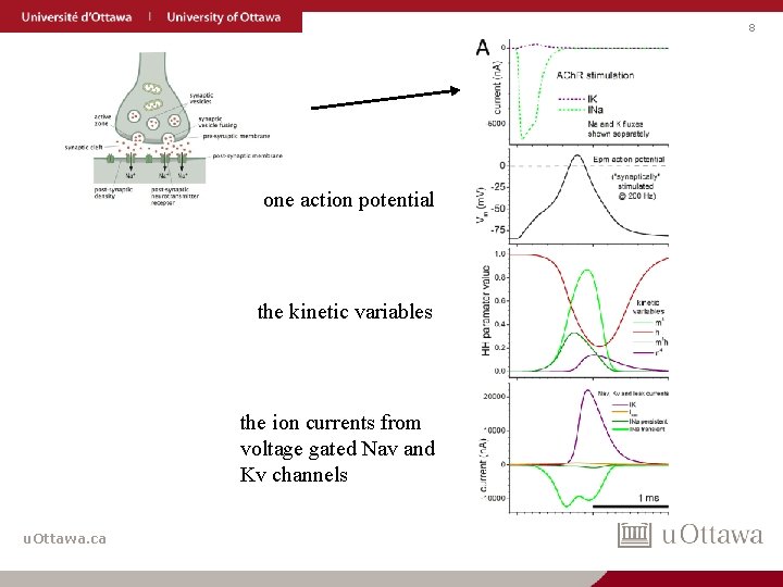 8 one action potential the kinetic variables the ion currents from voltage gated Nav