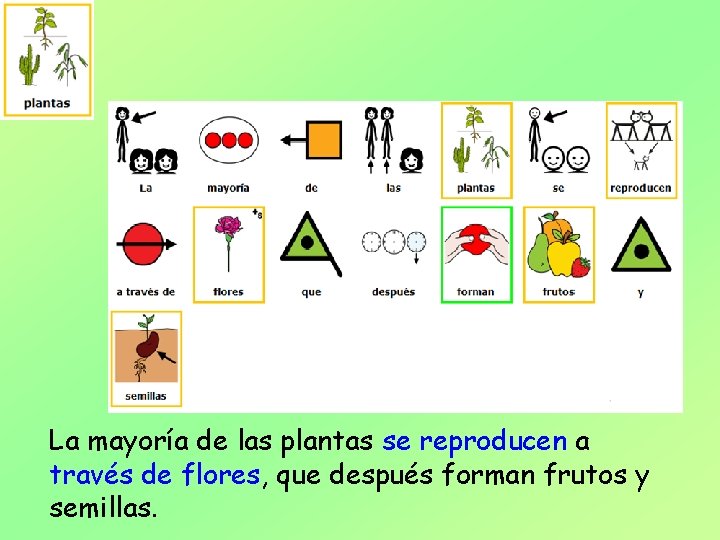 La mayoría de las plantas se reproducen a través de flores, que después forman