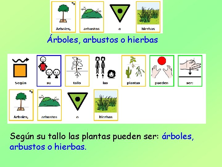 Árboles, arbustos o hierbas Según su tallo las plantas pueden ser: árboles, arbustos o