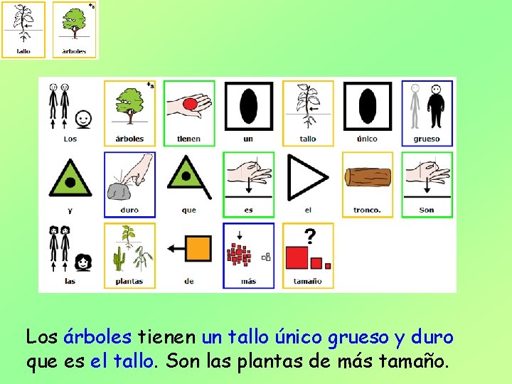 Los árboles tienen un tallo único grueso y duro que es el tallo. Son