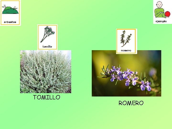 TOMILLO ROMERO 
