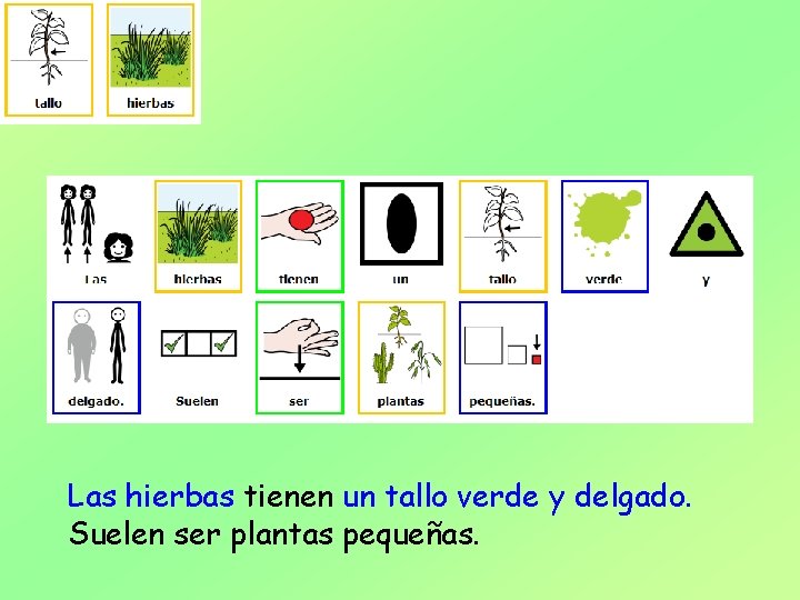 Las hierbas tienen un tallo verde y delgado. Suelen ser plantas pequeñas. 