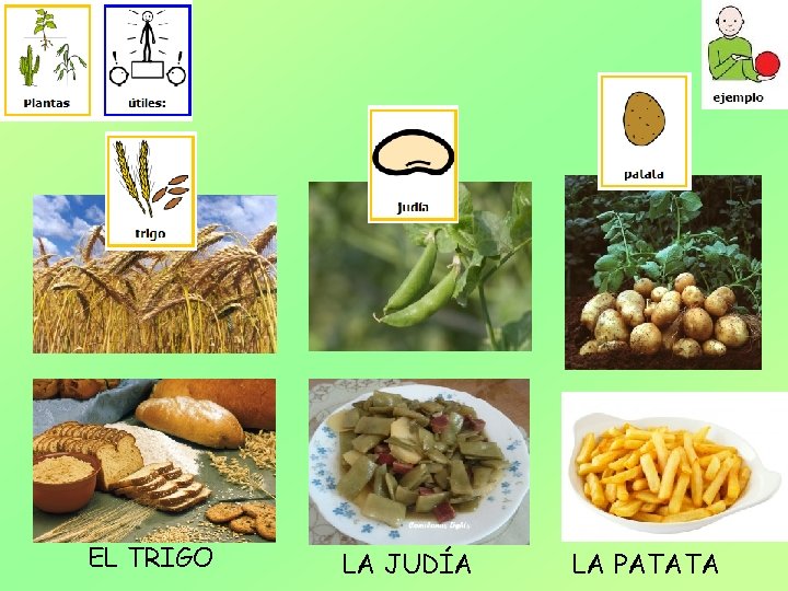 EL TRIGO LA JUDÍA LA PATATA 