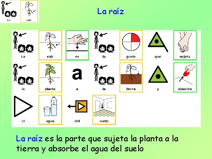 La raíz es la parte que sujeta la planta a la tierra y absorbe