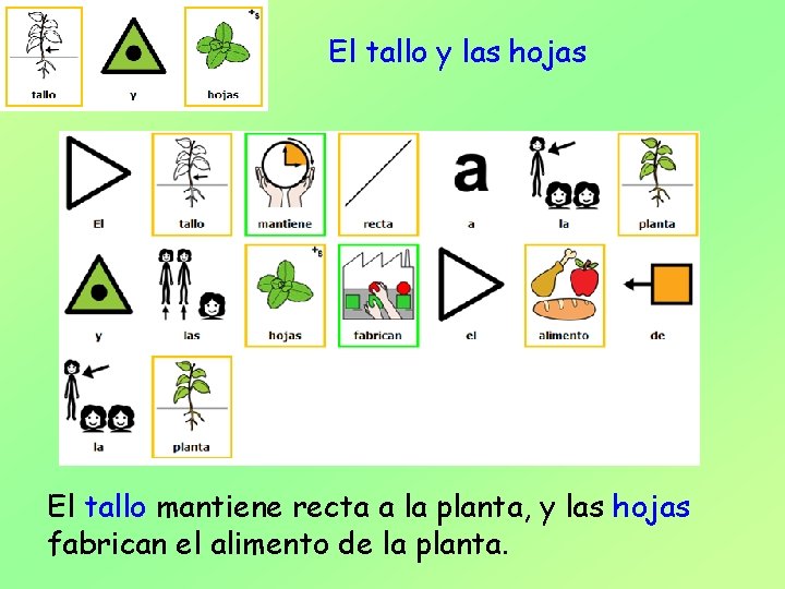 El tallo y las hojas El tallo mantiene recta a la planta, y las