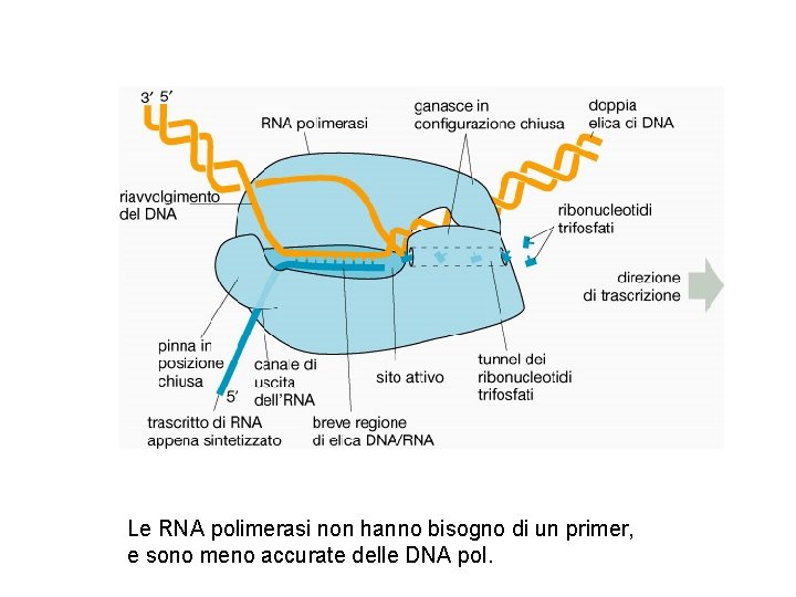 Le RNA polimerasi non hanno bisogno di un primer, e sono meno accurate delle