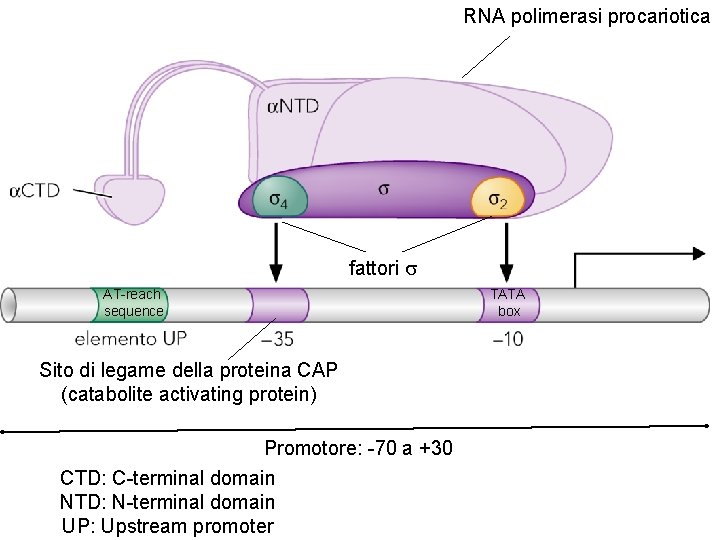 RNA polimerasi procariotica fattori s AT-reach sequence Sito di legame della proteina CAP (catabolite