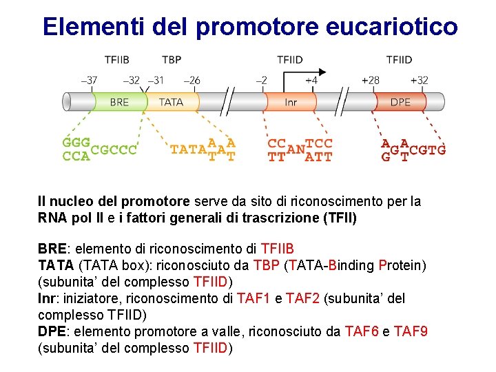 Elementi del promotore eucariotico Il nucleo del promotore serve da sito di riconoscimento per