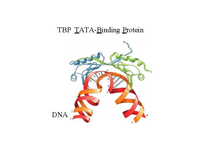 TBP TATA-Binding Protein DNA 