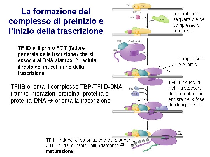 La formazione del complesso di preinizio e l’inizio della trascrizione assemblaggio sequenziale del complesso