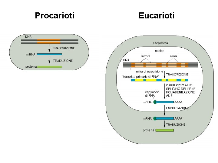 Procarioti Eucarioti 