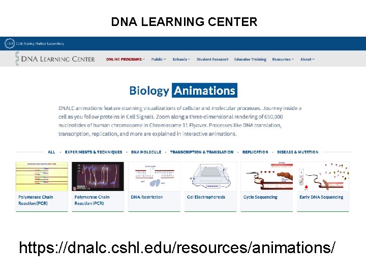 DNA LEARNING CENTER https: //dnalc. cshl. edu/resources/animations/ 