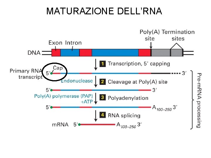 MATURAZIONE DELL’RNA 