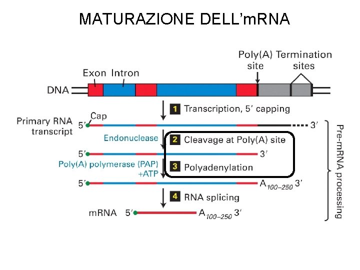 MATURAZIONE DELL’m. RNA 