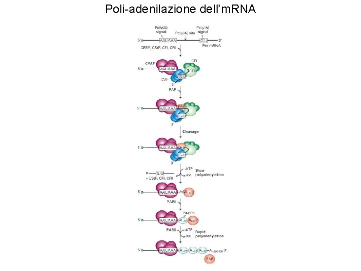 Poli-adenilazione dell’m. RNA 